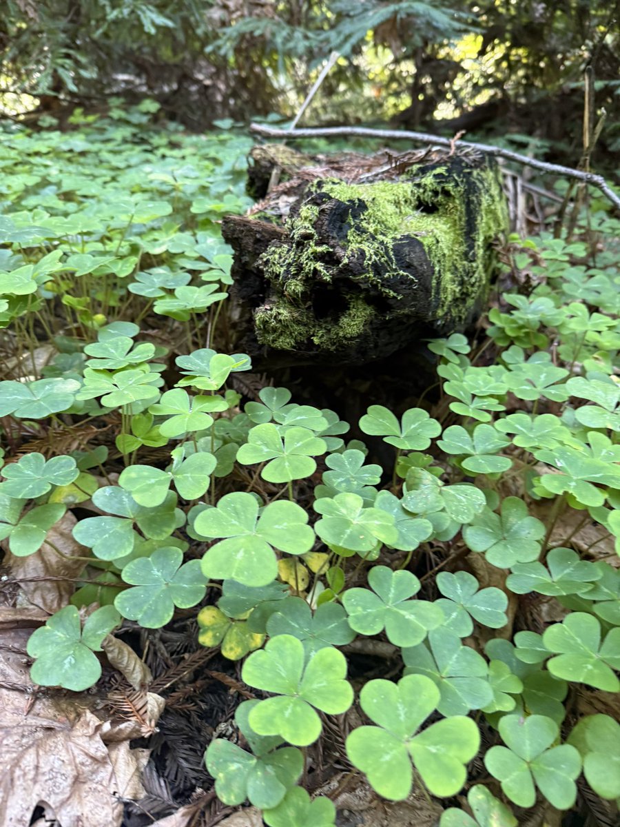 AdaptationsX tweet media