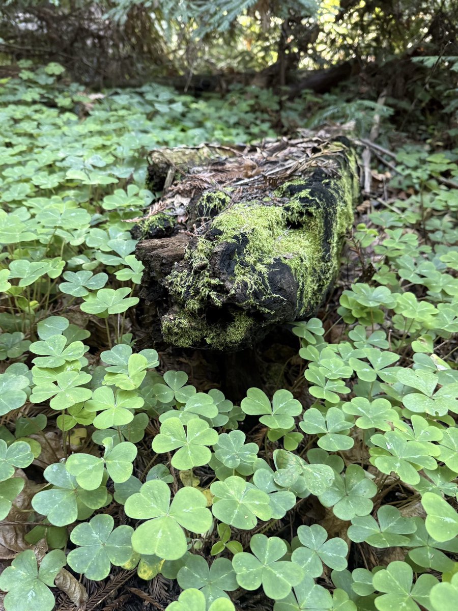 AdaptationsX tweet media