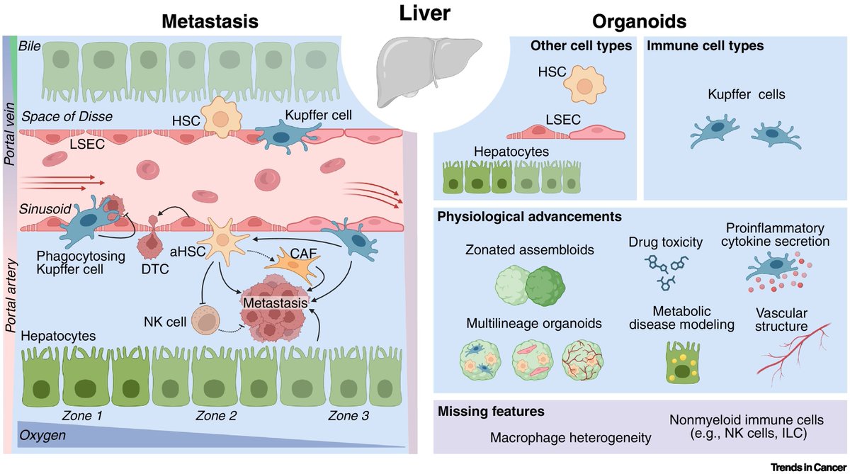 Organoid News tweet media