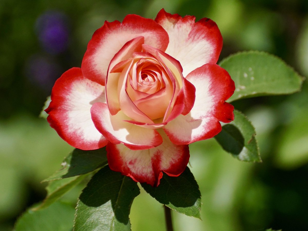 cri_amy's tweet photo. Petal by petal
the rose opened.

Not rushing.

Just becoming
itself. https://t.co/761TCiefui