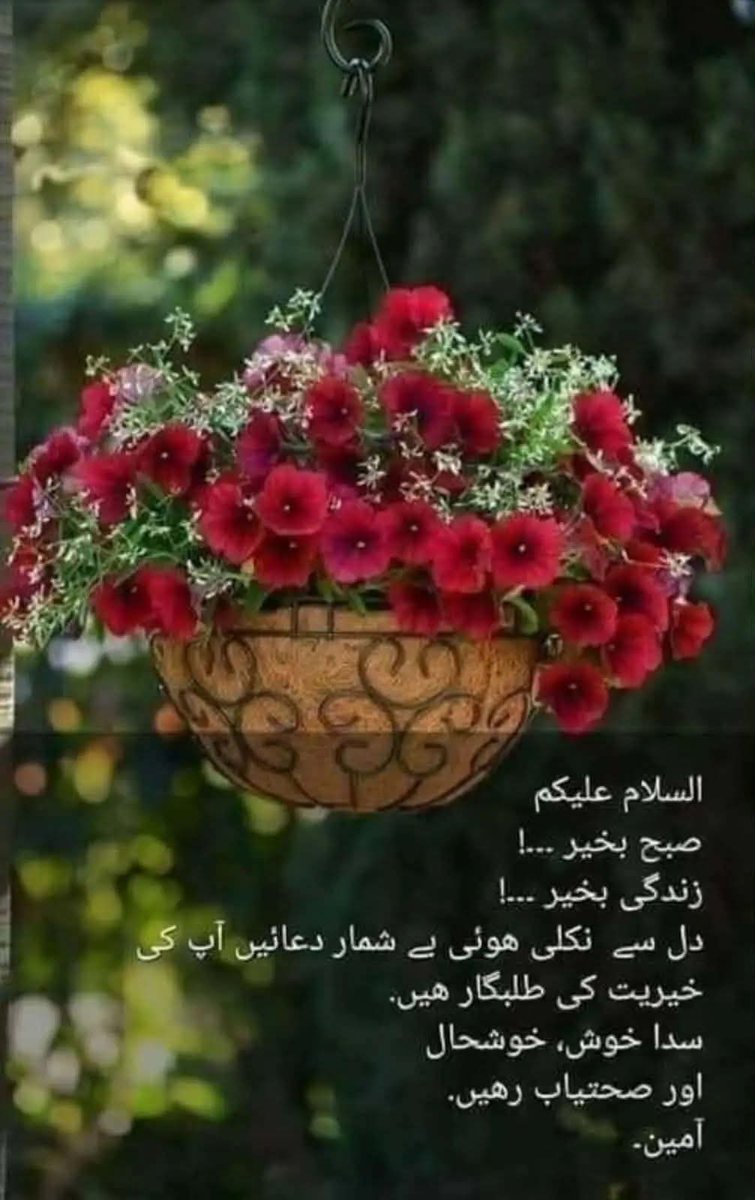 MohsinRai tweet media