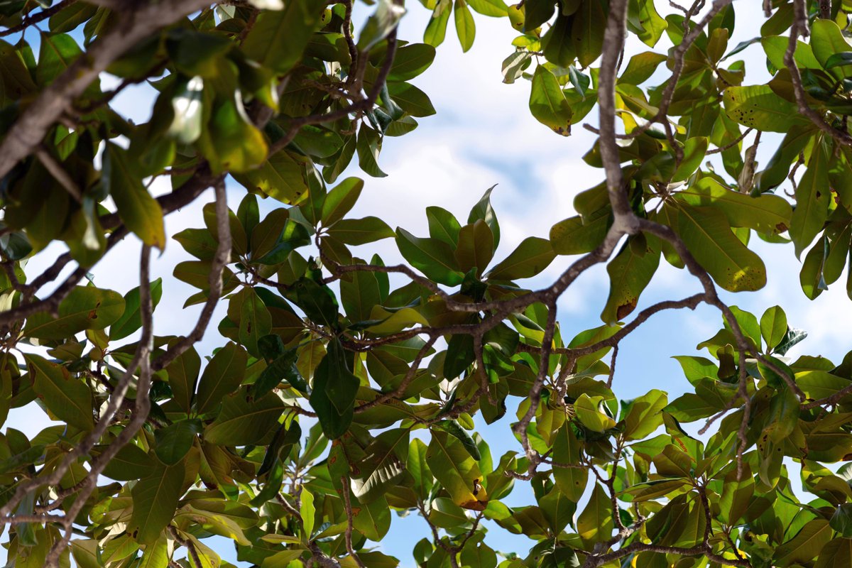 Palo Alto College tweet media