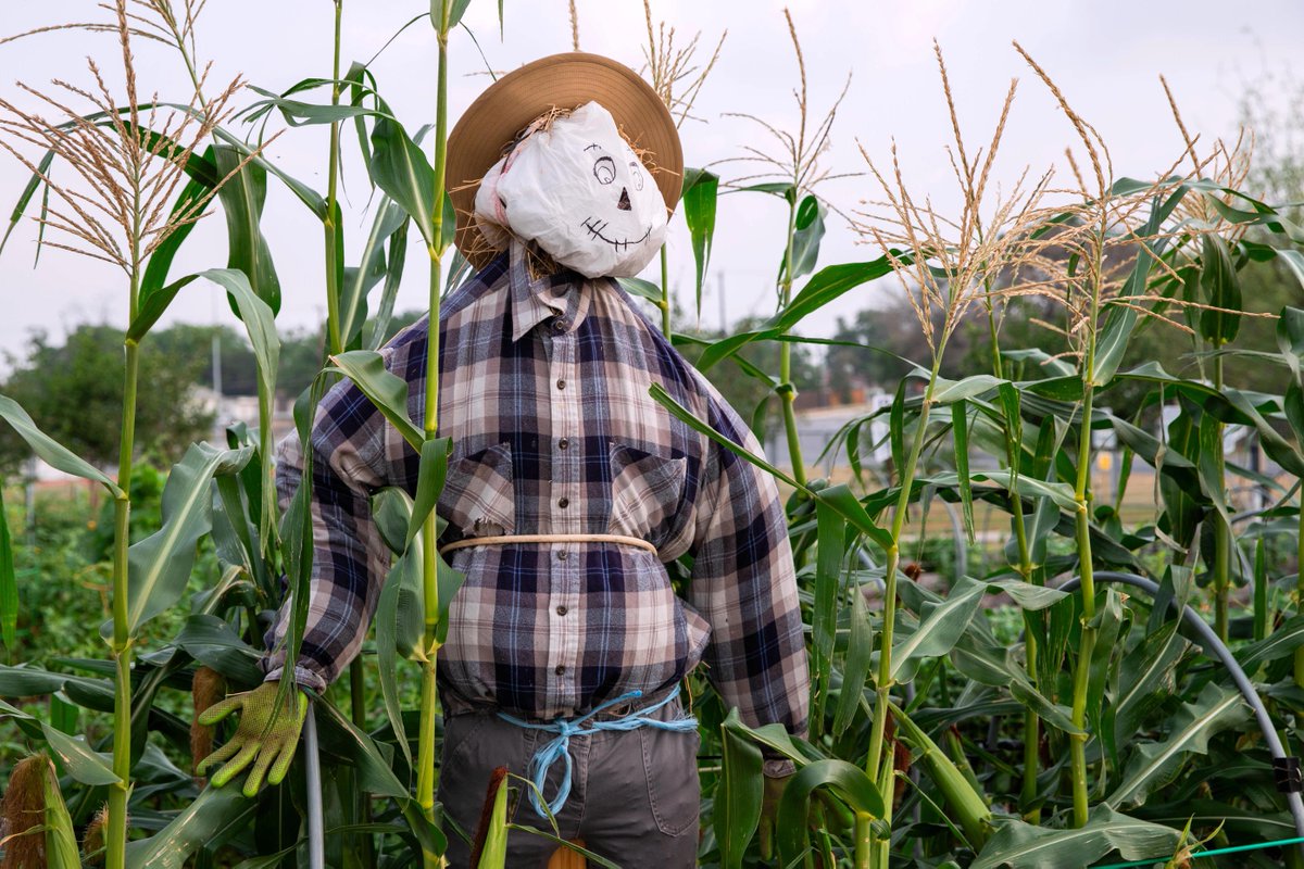 Palo Alto College tweet media