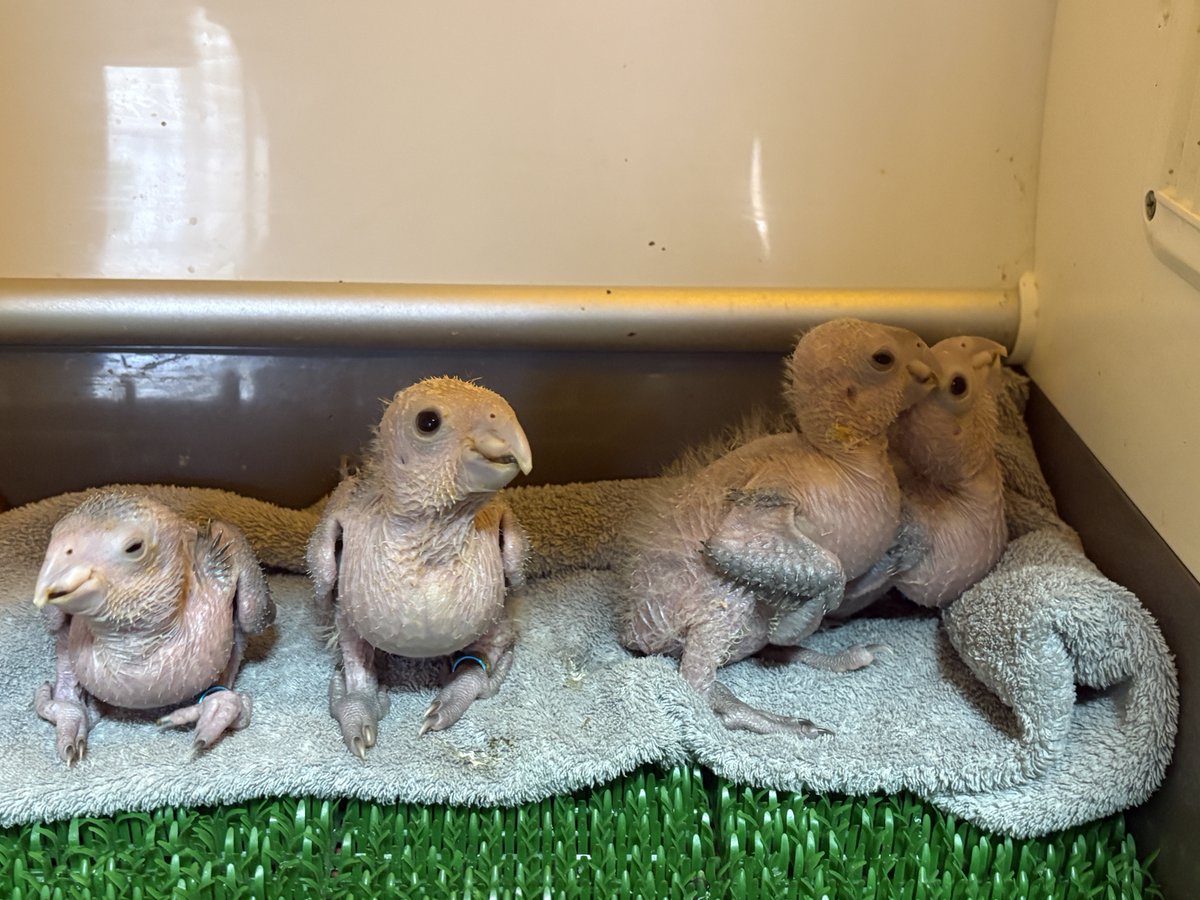 PBird2020's tweet photo. 今日のおはようヒナちゃんず🐥素直にさし餌食べてくれる子、他の子を蹴飛ばして餌を貰いに来る子、食べてる途中で寝る子。個性様々です😂
#シロハラインコヒナ #見学可能 #兵庫県豊岡市 #有償 https://t.co/pBMVJaZIBV