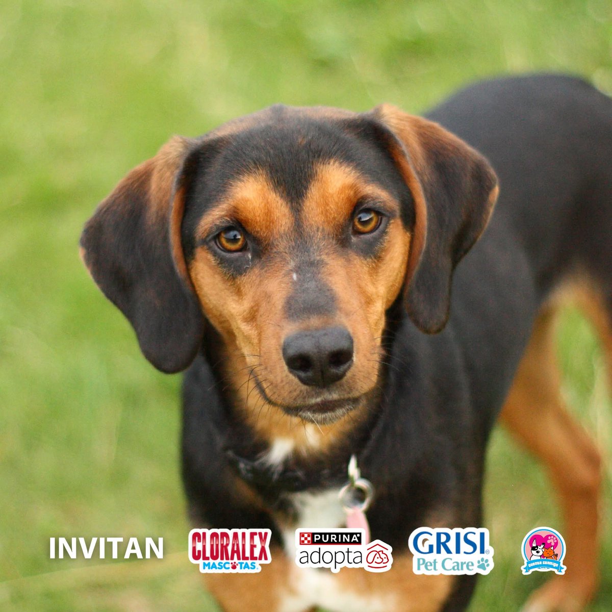 Cuenta Conmigo tweet media