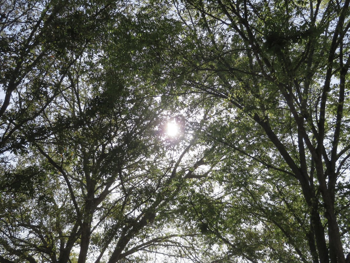 one day when we’re trees, I will intertwine my branches with yours