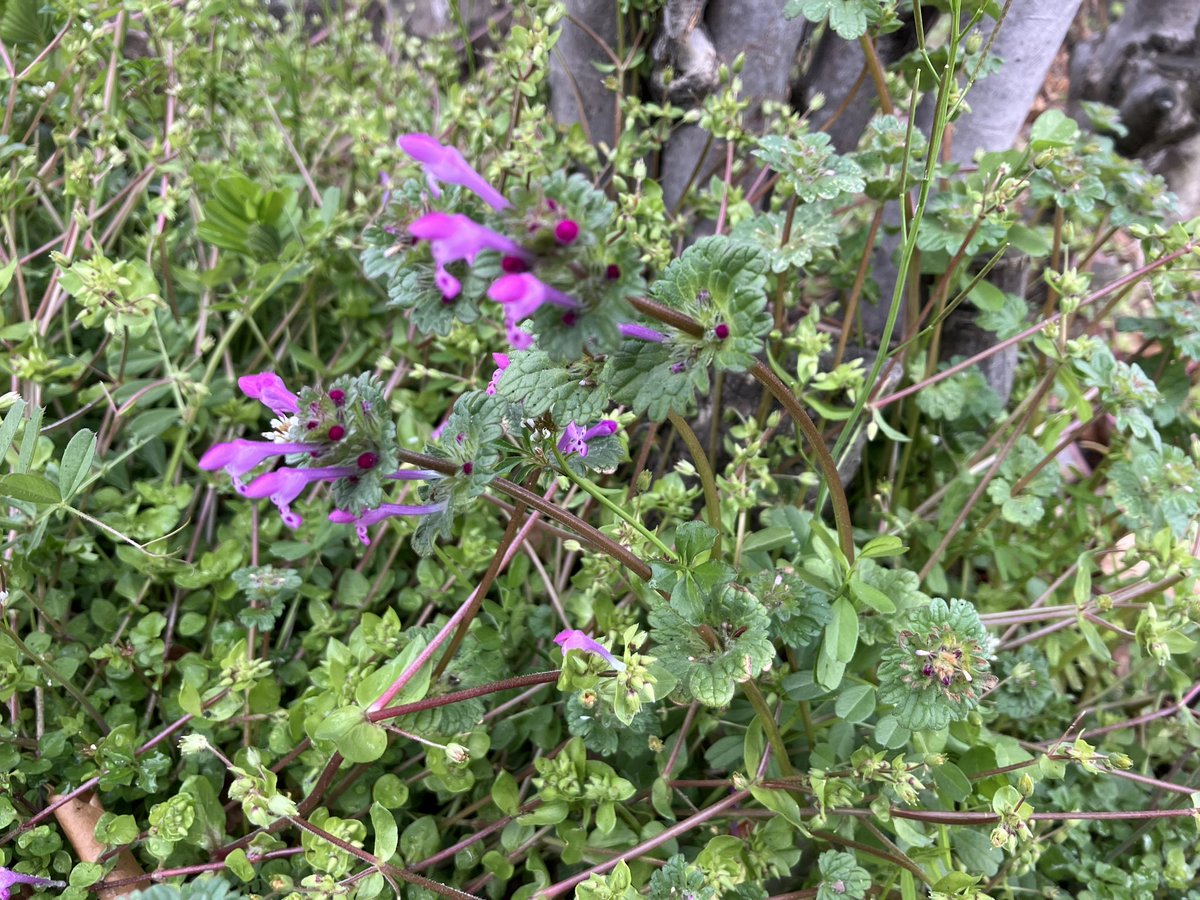 小田 敏充 tweet media