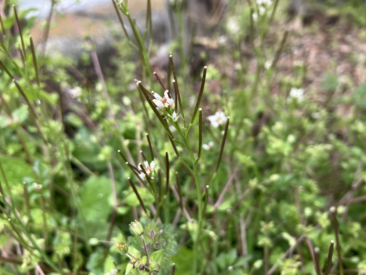 小田 敏充 tweet media