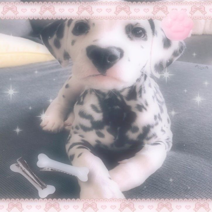 dollypup 🪽🐾 tweet media