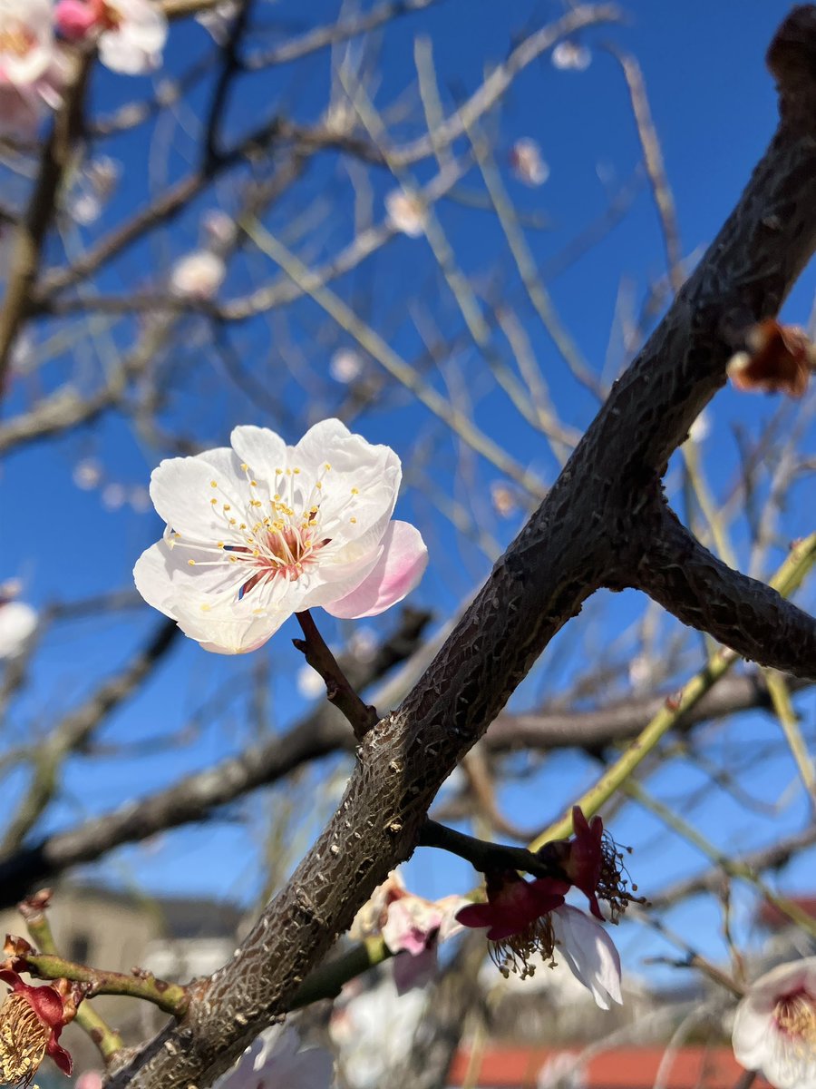 梅一輪　一輪ほどの　あたたかさ 

服部嵐雪