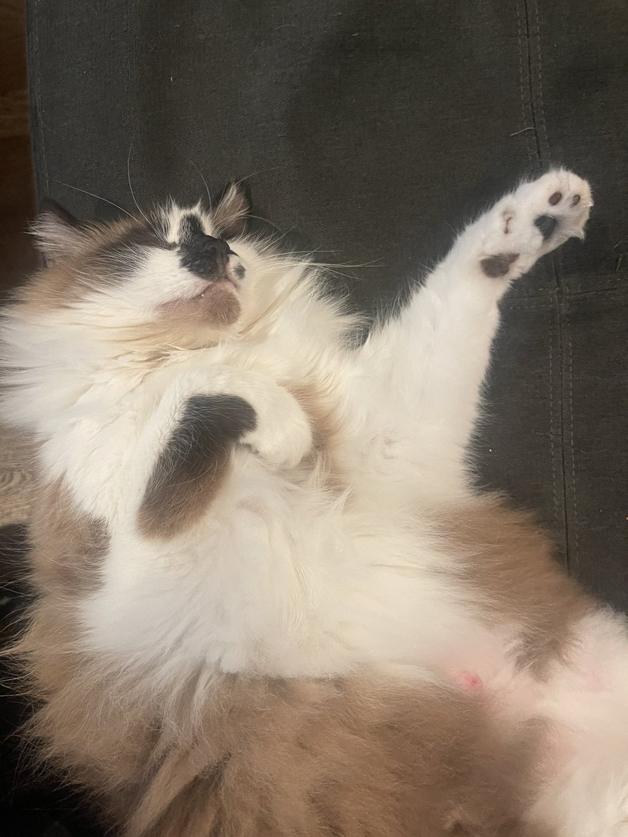 Andrea56822453's tweet photo. #PostAFavPic4VioletMar26 
Day 10: napping 
Sorry I’ve been away all day. I heard today is #NationalNappingDay, so I decided to take a quick nap and woke up 7 hours later.😹😴❤️🐾
#ToeBeanTuesday #CatsOfX #CatsOfTwitter https://t.co/KOf2RR7bEH