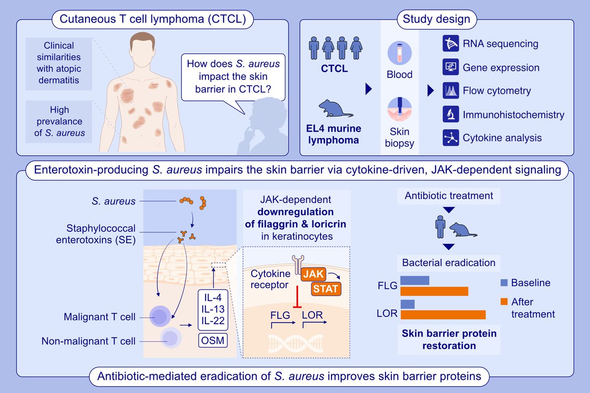 Dermal Cell News tweet media