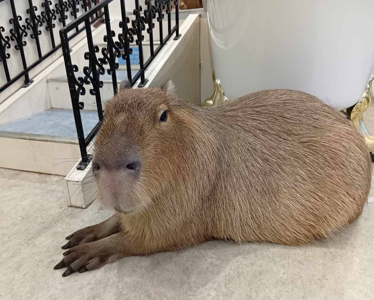 2026.3.10㈫🐭①
(*'ω'*)寄り道🐾
#みなとみらいアニタッチ
#カピバラ