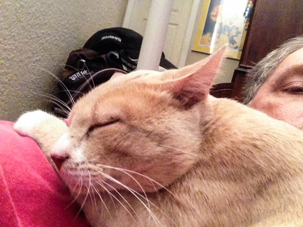 Ward Benjamin tweet media