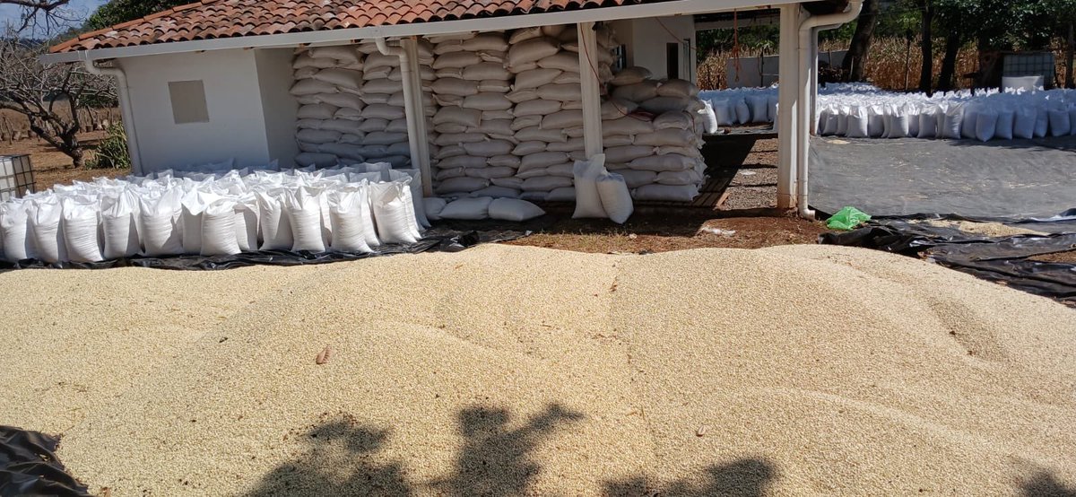 oscardomsv's tweet photo. Dicen los coyotes que hay “escasez” de maíz blanco. 🙄

Tranquilos, pronto van a ver cuánta “escasez” hay. ☺️⏳ Con el bolsillo de los salvadoreños no se juega.

La especulación NO CABE en el Gobierno del Presidente @nayibbukele. 🌽🇸🇻

Tal parece que a los coyotes se les olvida lo que hemos sembrado 🌱desde el año pasado, y pierden de vista todo lo que estamos cosechando de forma escalonada.