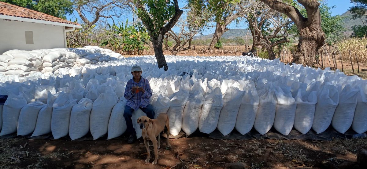 oscardomsv's tweet photo. Dicen los coyotes que hay “escasez” de maíz blanco. 🙄

Tranquilos, pronto van a ver cuánta “escasez” hay. ☺️⏳ Con el bolsillo de los salvadoreños no se juega.

La especulación NO CABE en el Gobierno del Presidente @nayibbukele. 🌽🇸🇻

Tal parece que a los coyotes se les olvida lo que hemos sembrado 🌱desde el año pasado, y pierden de vista todo lo que estamos cosechando de forma escalonada.