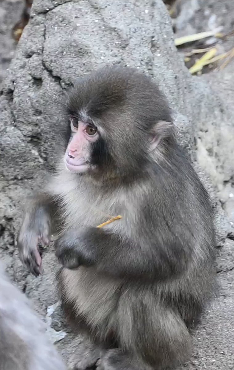 yukarine's tweet photo. 一時帰国中、閉園間近時間に、昔子供達とよく行った市川動物公園へ。お昼過ぎまでの雨雪の悪天候のせいもあってか、とても空いていた！チケット窓口も並んでいる人もゼロ！
4時過ぎから「閉園でーす」の声がかかる短い時間��いっぱい会えた、パンチくん！
#パンチくん https://t.co/LpnIQPCcqG