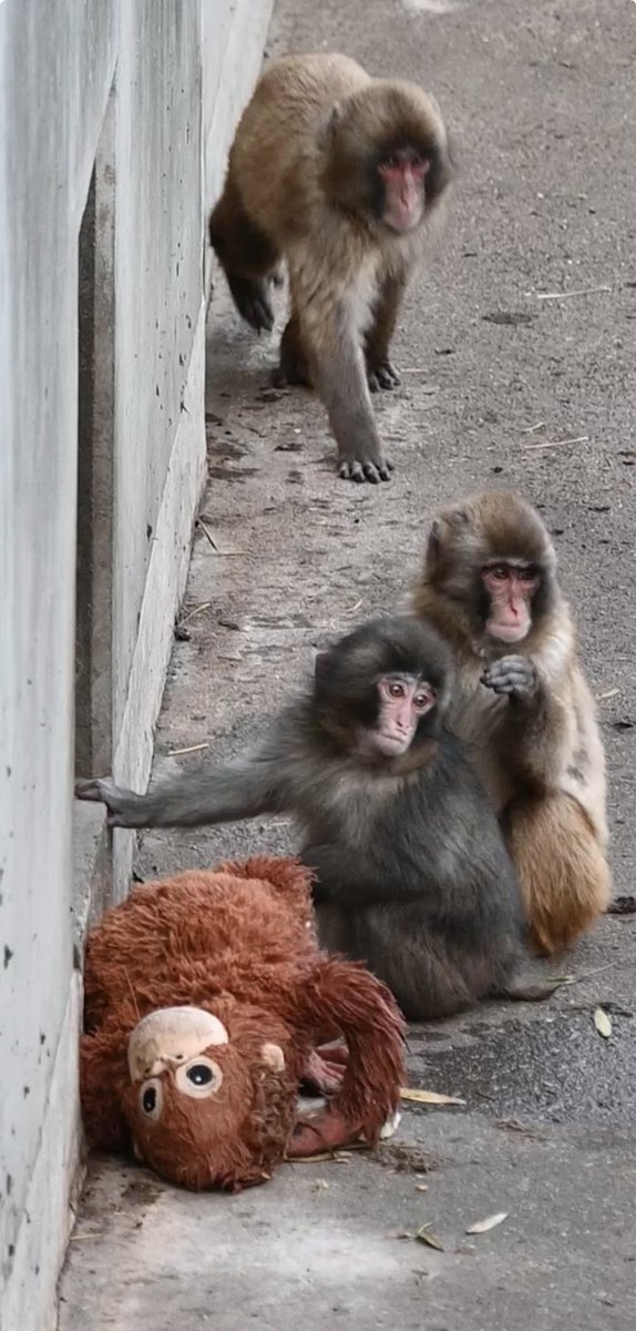 yukarine's tweet photo. 一時帰国中、閉園間近時間に、昔子供達とよく行った市川動物公園へ。お昼過ぎまでの雨雪の悪天候のせいもあってか、とても空いていた！チケット窓口も並んでいる人もゼロ！
4時過ぎから「閉園でーす」の声がかかる短い時間��いっぱい会えた、パンチくん！
#パンチくん https://t.co/LpnIQPCcqG