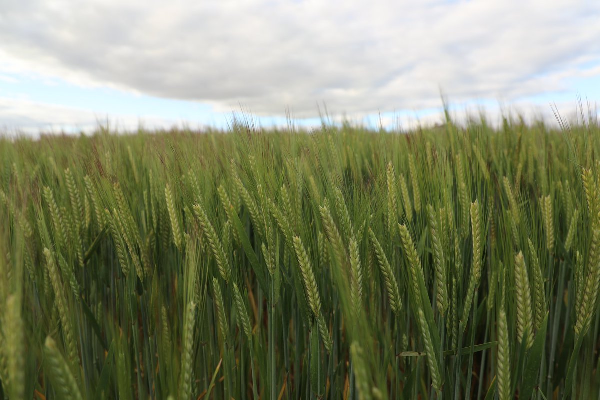 InterGrain tweet media