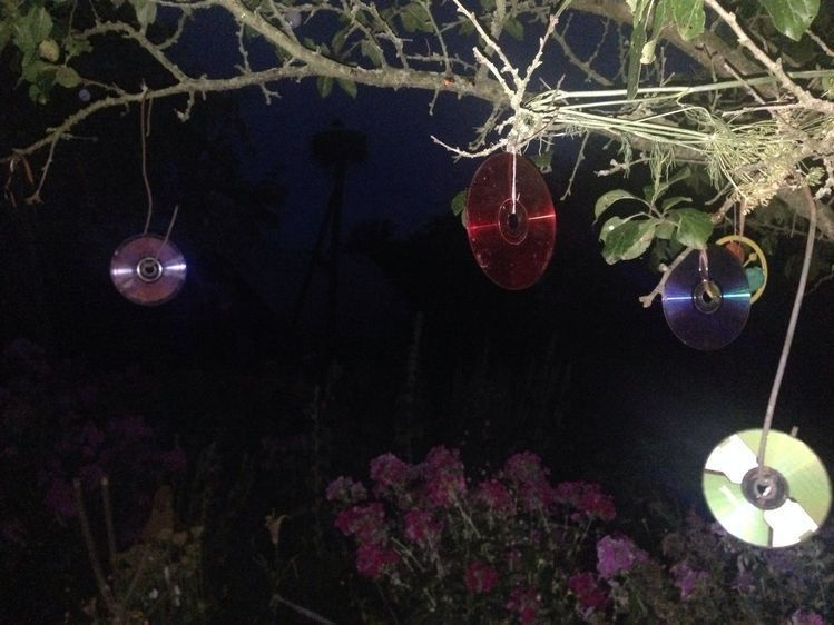 𝖈𝖍𝖆𝖇𝖆𝖟𝖎𝖙𝖊 (@raisinchoirgirl) on Twitter photo 