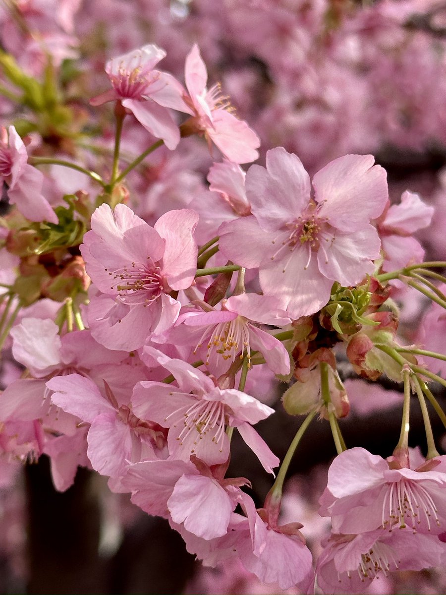 mindforest0812's tweet photo. 淀の河津桜　めちゃくちゃ綺麗でした😍 https://t.co/mV5AjQP3iL