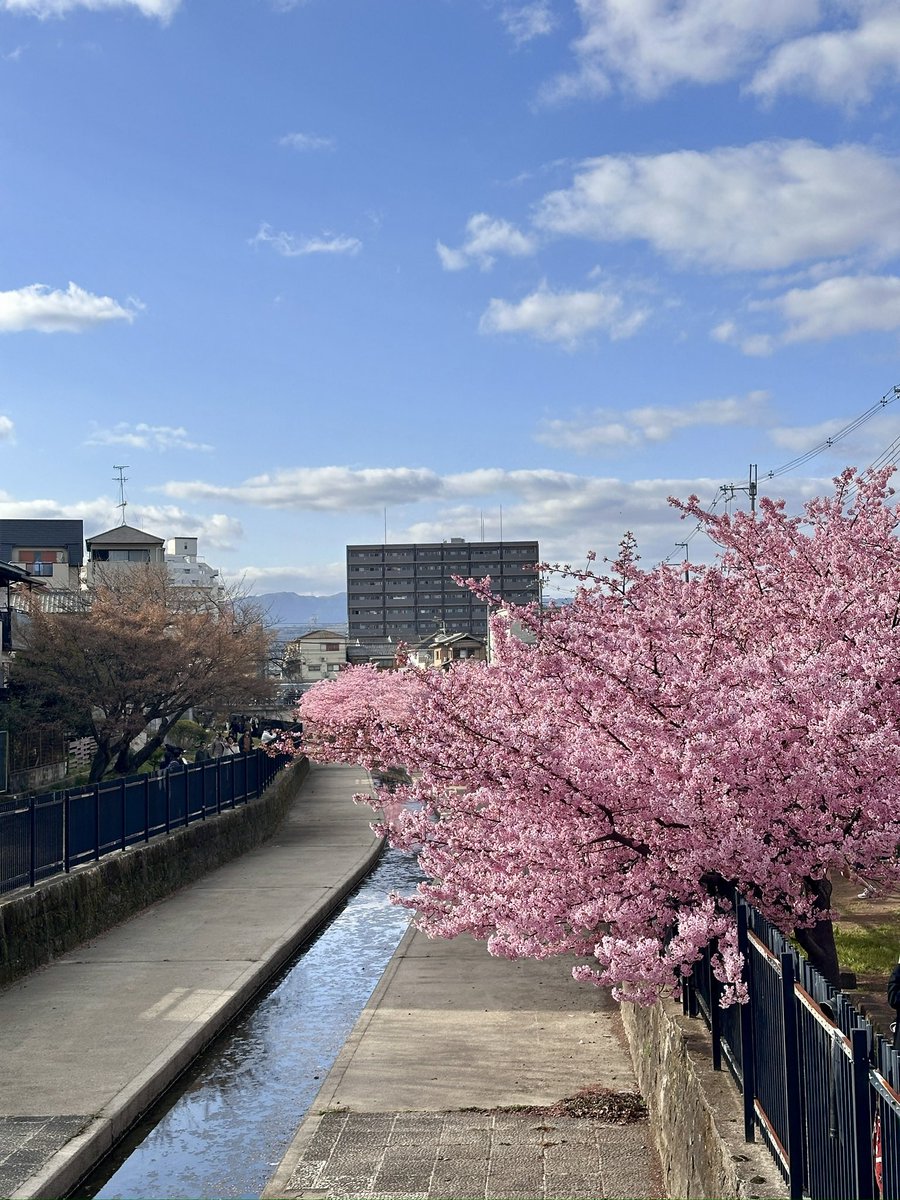 mindforest0812's tweet photo. 淀の河津桜　めちゃくちゃ綺麗でした😍 https://t.co/mV5AjQP3iL