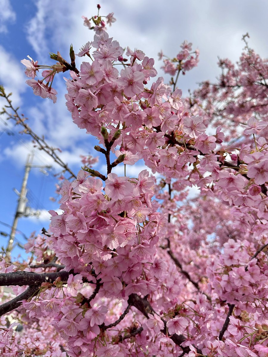 mindforest0812's tweet photo. 淀の河津桜　めちゃくちゃ綺麗でした😍 https://t.co/mV5AjQP3iL