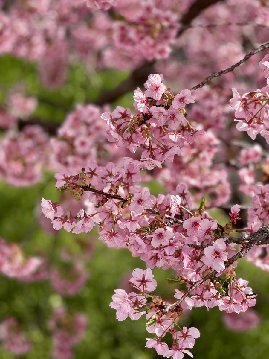 mindforest0812's tweet photo. 淀の河津桜　めちゃくちゃ綺麗でした😍 https://t.co/mV5AjQP3iL