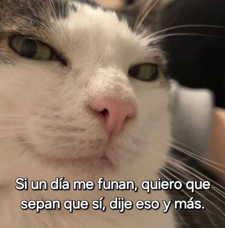 Mundo de Bigotes tweet media