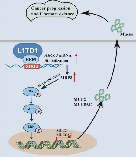 Intestinal Cell News tweet media