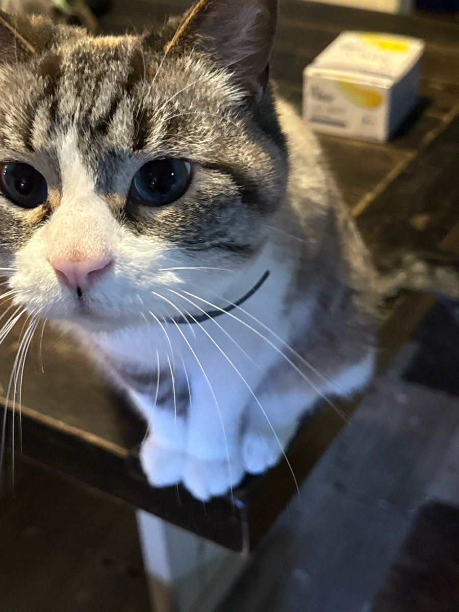 ScarletAmi 🌹🐈⚙️ tweet media