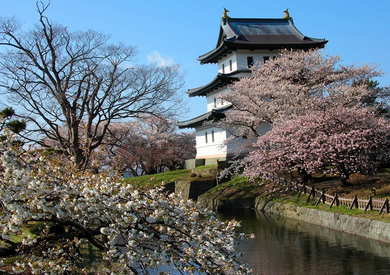 ANA_Group_News's tweet photo. ＼🗾添乗員同行ツアー🌸／

🚩8名様限定！春爛漫の函館・松前をめぐる 桜紀行3日間（航空券なし現地発着プラン）

✅春色に染まる #五稜郭  #松前城跡 #桜舞うトンネル など一度は訪れたい「桜の風景へ」ご案内
✅プレミアムシートを備えたバスをご用意

詳細はこちら🫱https://t.co/Qa0M51oevK https://t.co/1G2Q9BNPId