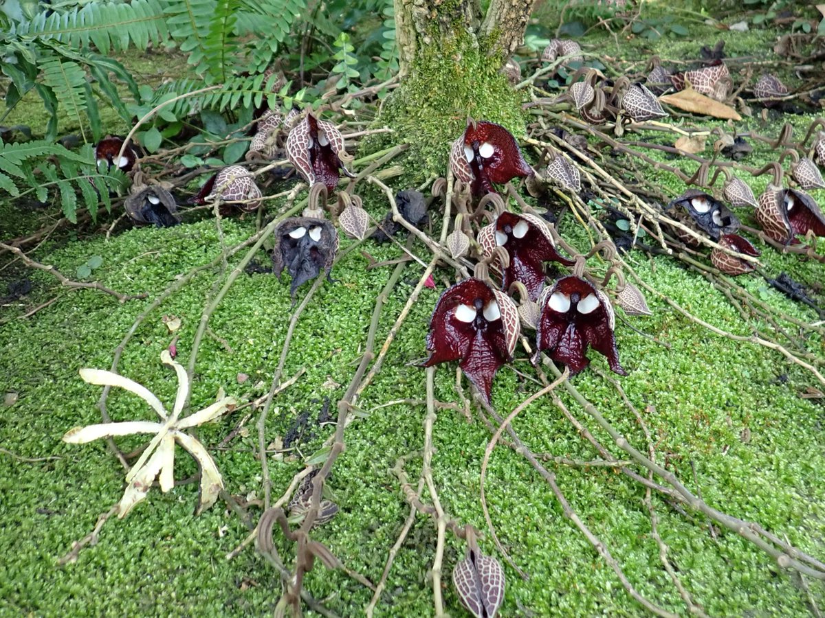 #アリストロキア・サルバドレンシス の果実がはじけていました（写真左下）。
＃神代植物公園