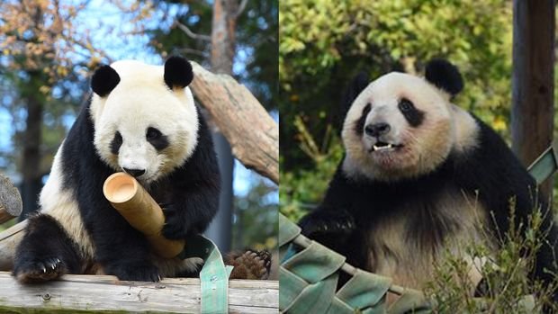 ぴろん🌸 tweet media