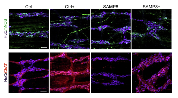 Neural Cell News tweet media