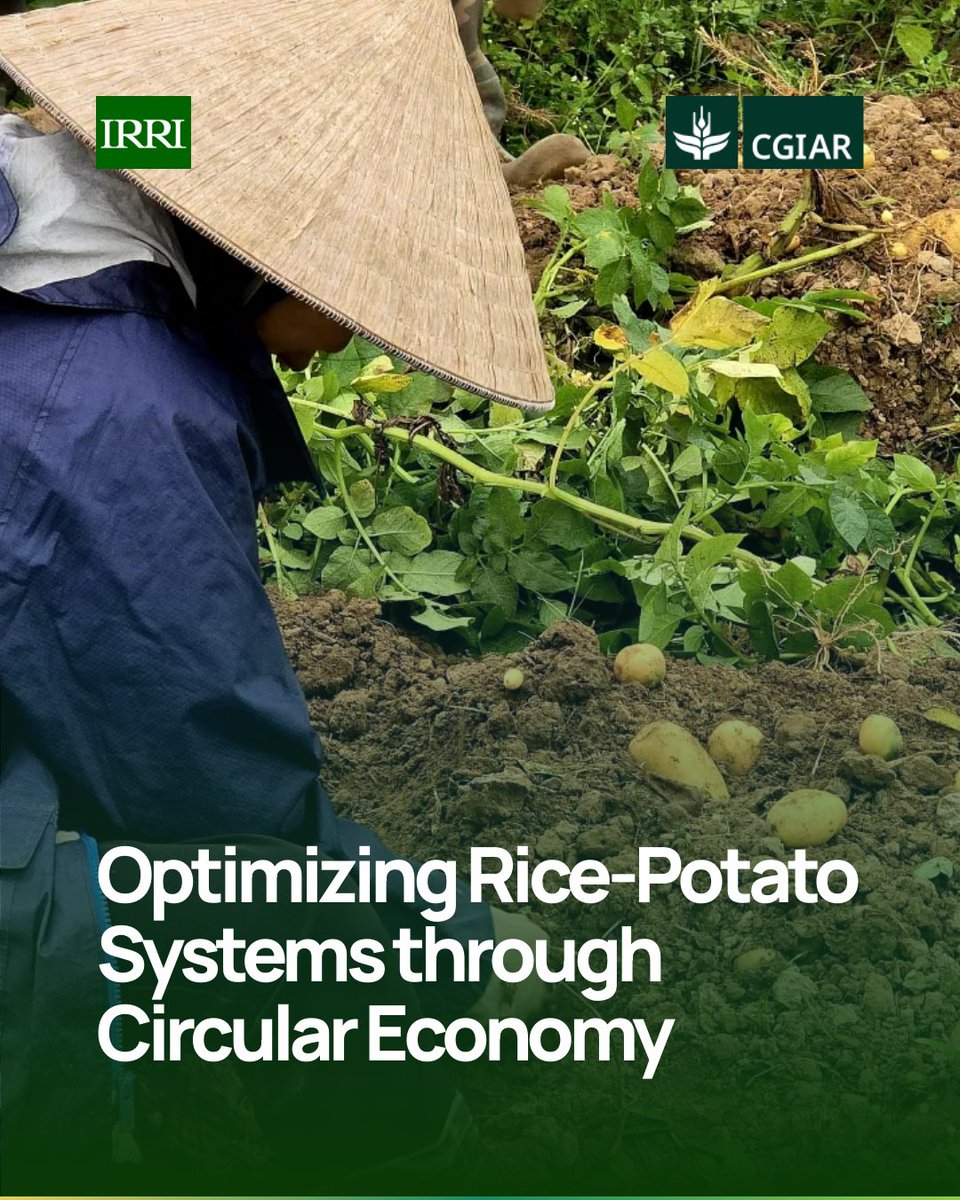 IRRI 🌾 tweet media