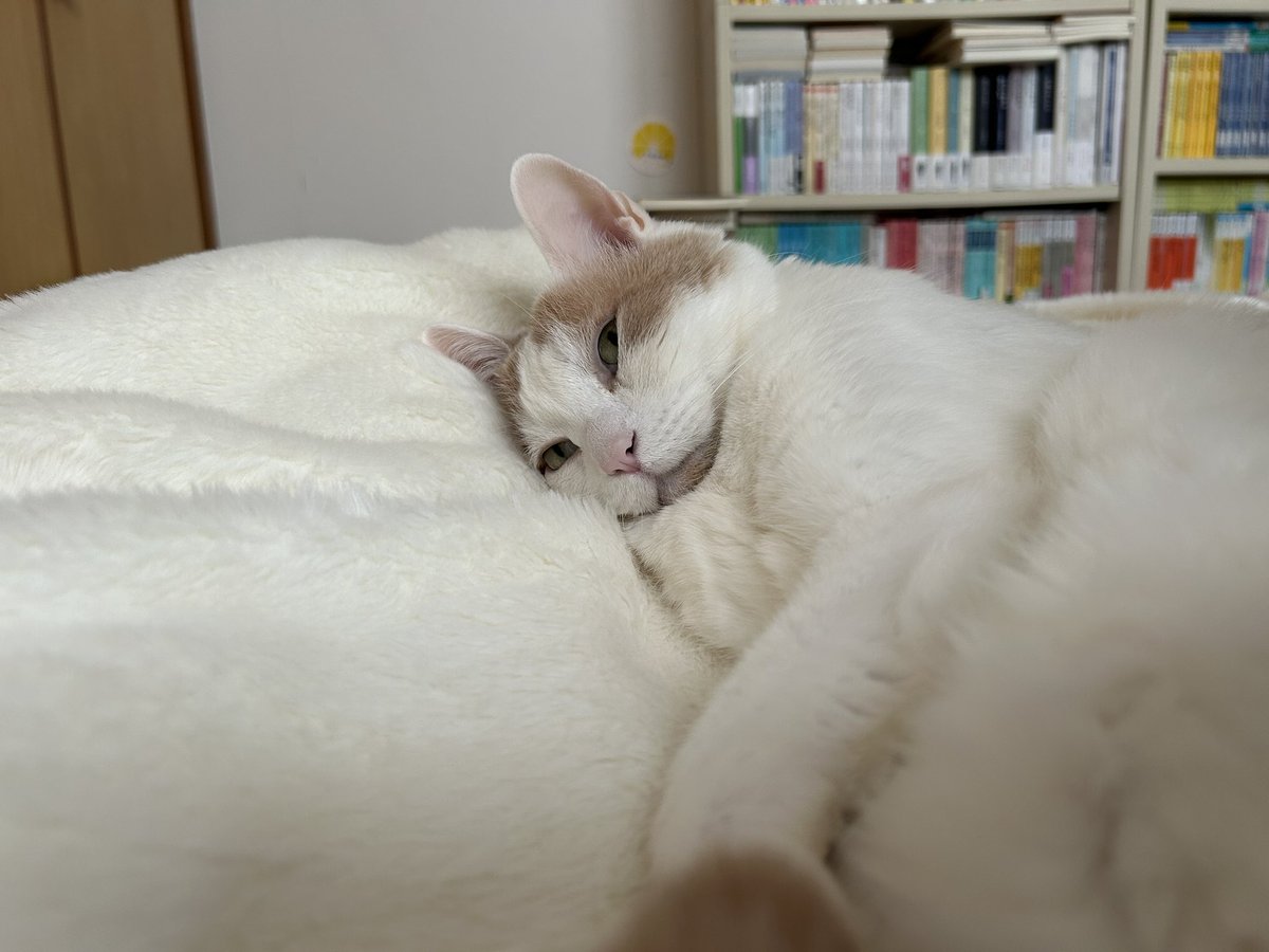 Atlantis tweet media