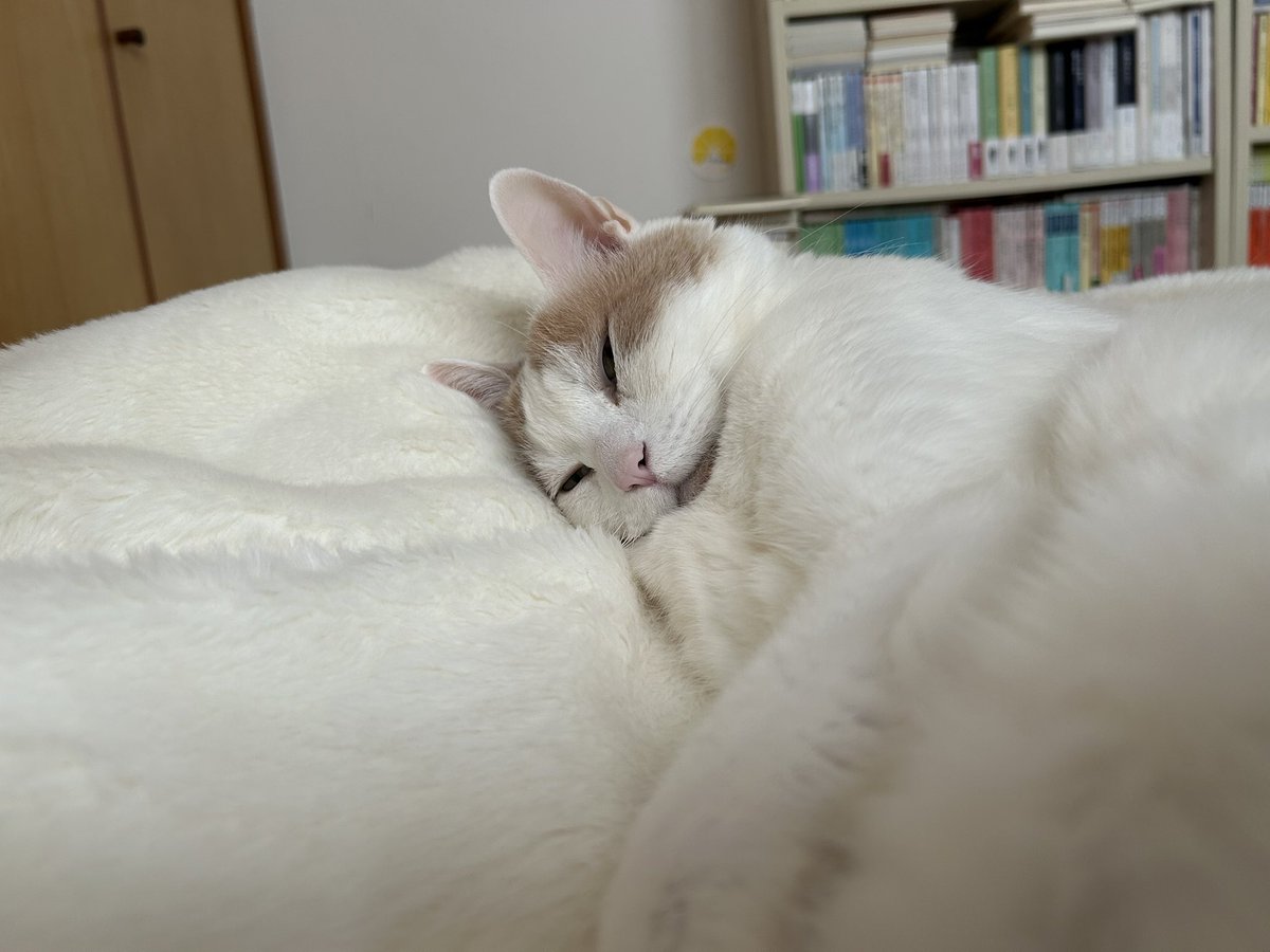 Atlantis tweet media