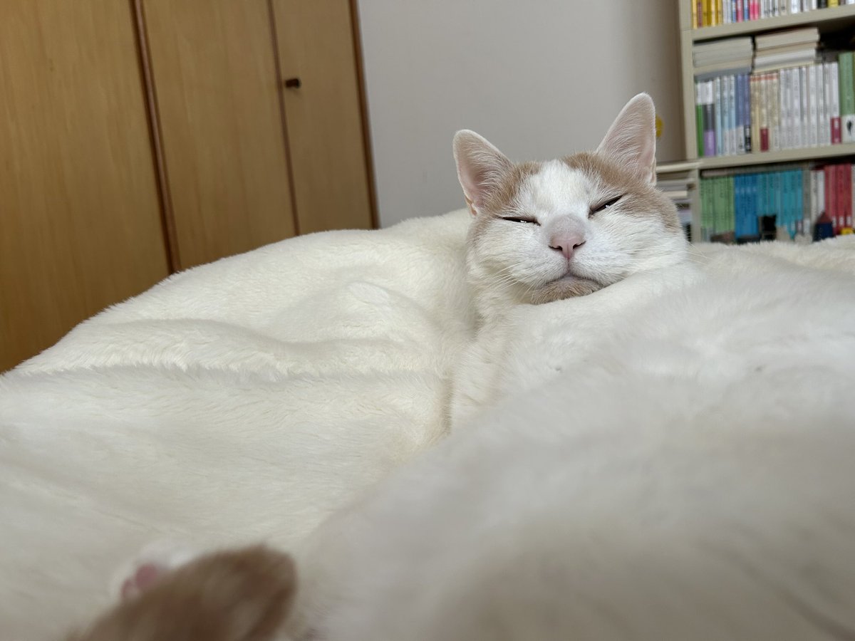 Atlantis tweet media