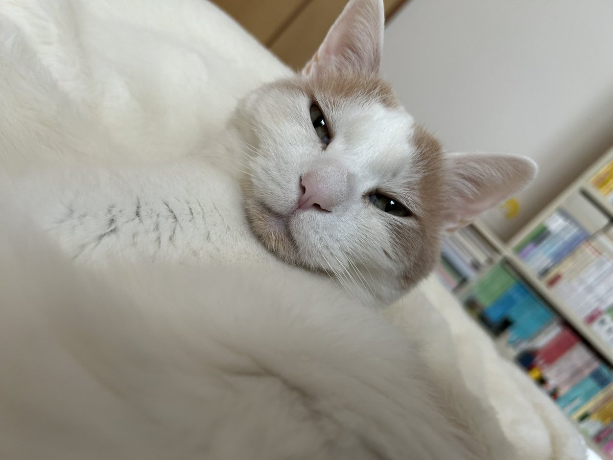 Atlantis tweet media