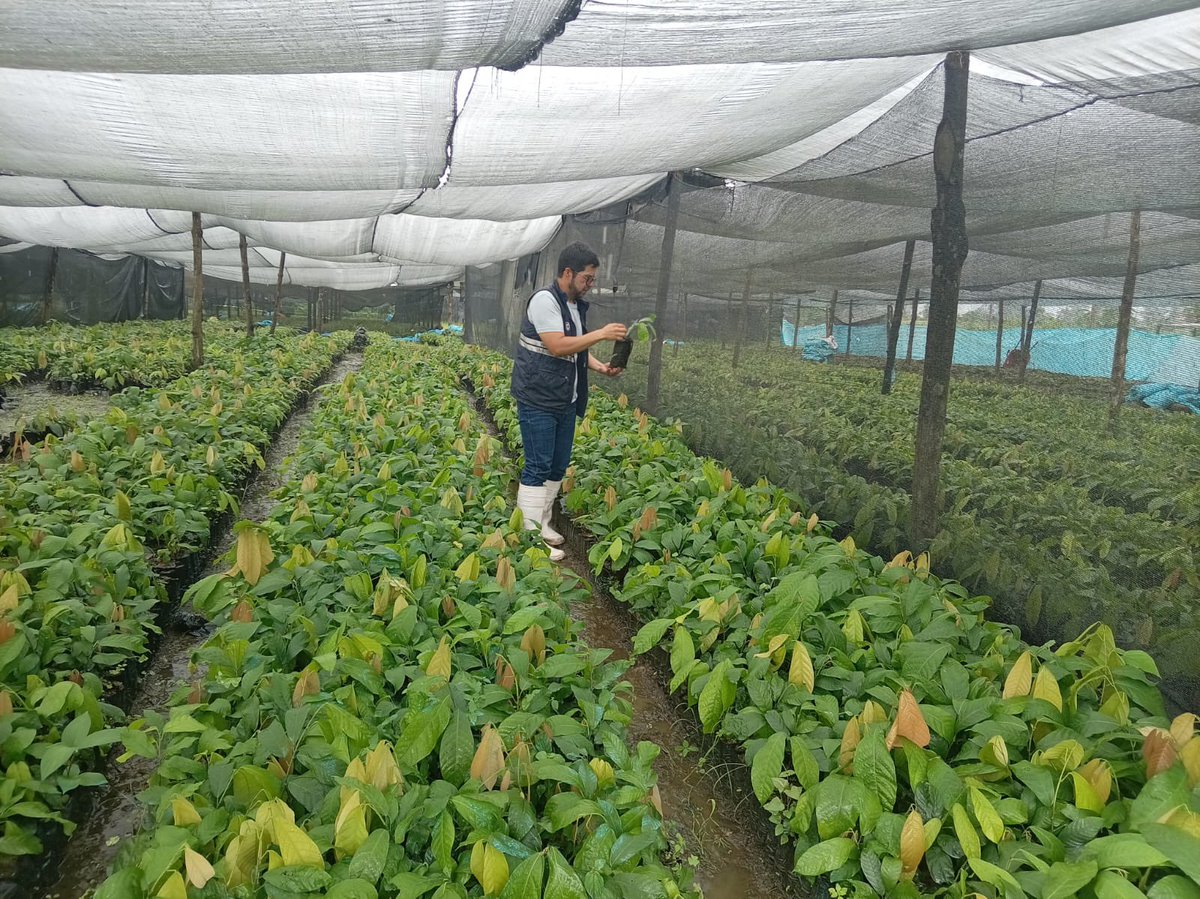 #Cañar |  Se realizó una inspección posregistro de centro de producción de material de propagación en La Troncal para verificar el cumplimiento de la normativa vigente. #AgrocalidadEnTerritorio