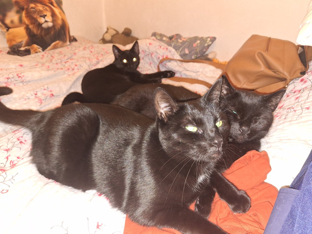 Karolina z Mazowsza tweet media