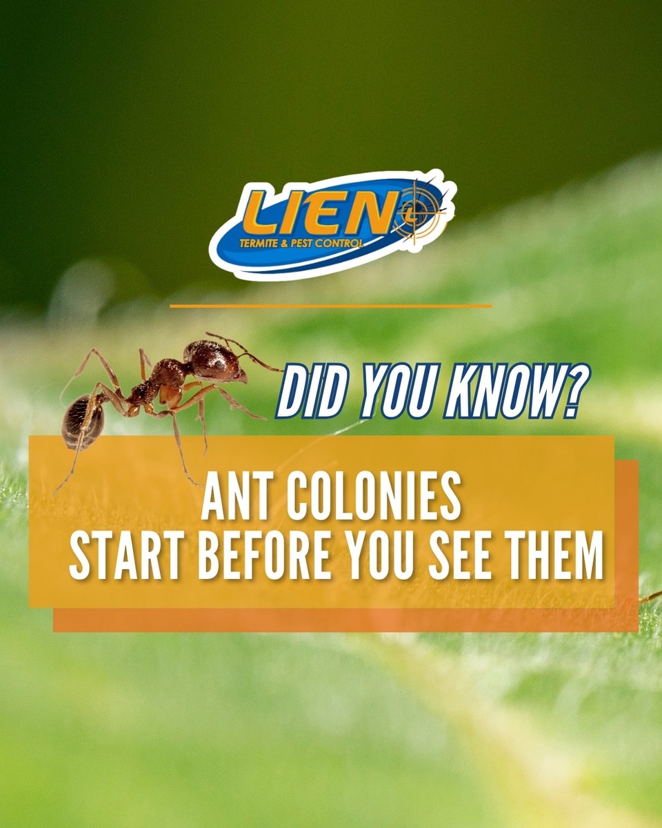 LienTermite's tweet photo. Did you know ant colonies are active weeks before you see them?

If ants are inside now, activity has likely been building outside for some time.

You can Lien on us for what’s bugging you!

#antfacts #omaha https://t.co/cfIuVEZac9