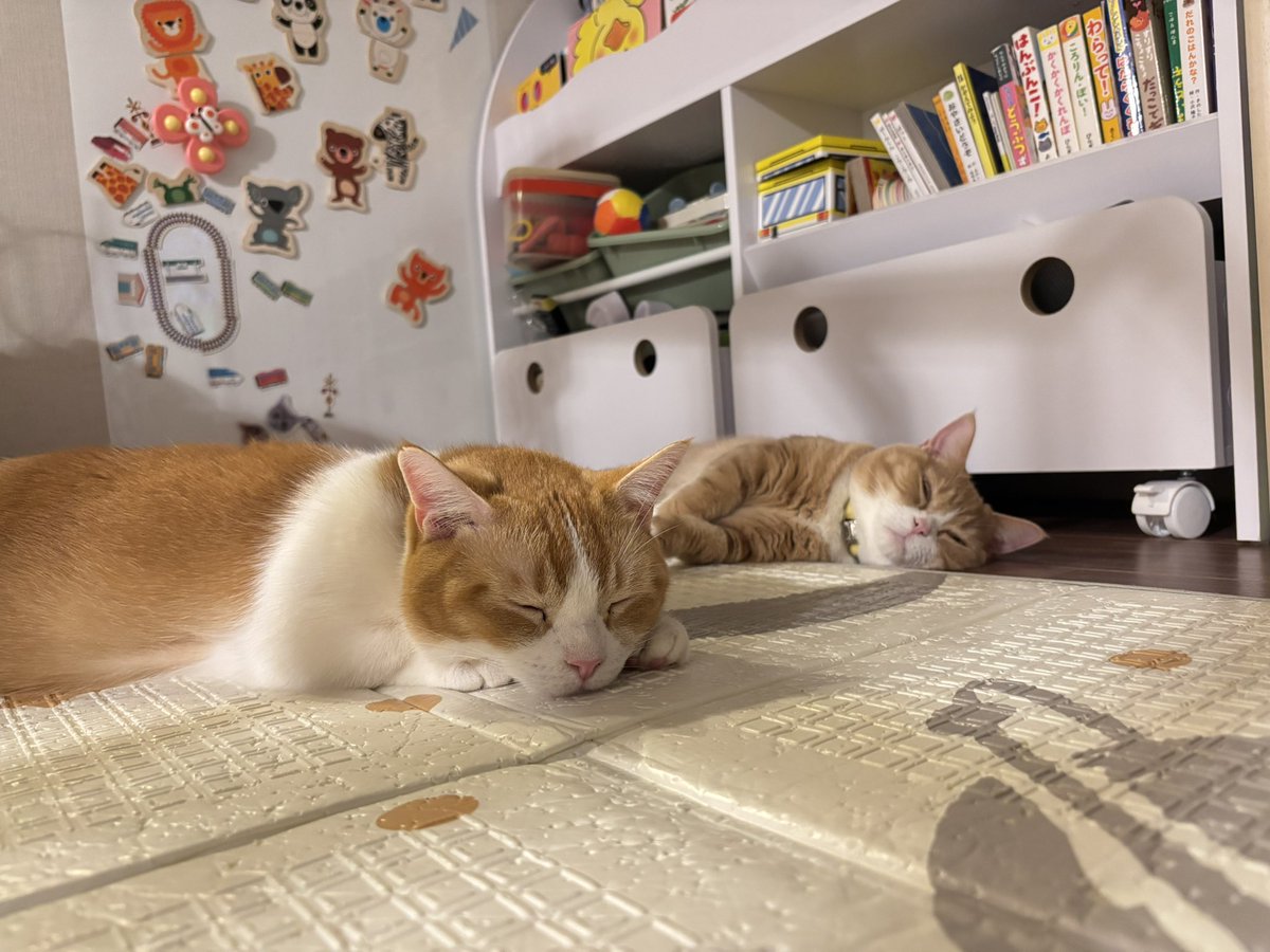 marimo_suke's tweet photo. 近くで寝てるの珍しい🐈💤
きゃわいいなぁ🐾
#今日のむぎとろ https://t.co/MLNpOggfH8