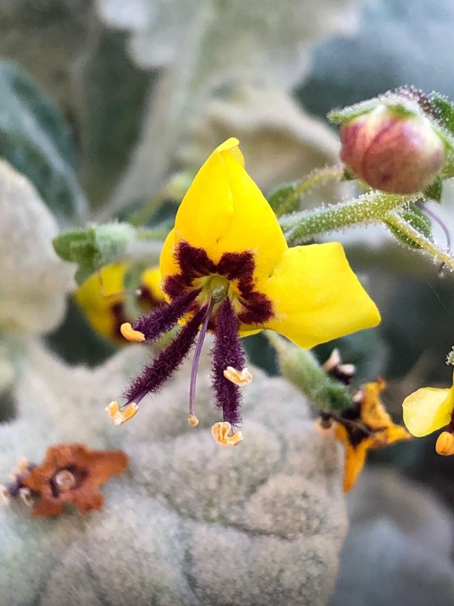 FLORAofTABUK's tweet photo. Verbascum sheilae – البوصير (الغزالة)

نبات أصيل نادر في محمية الأمير محمد بن سلمان الملكية، تبوك

🔴 لا ينمو طبيعياً في أي مكان آخر في العالم.
وجوده حصرياً في المملكة يعكس قيمة علمية وبيئية استثنائية للتنوع النباتي السعودي.
النباتات الأصيلة مؤشّر على تميز النظام البيئي
في مواسم الربيع تتحول صحاري وجبال وسهول تبوك إلى بساط من الأزهار النادرة والمميزة، في مشهد يجمع بين الجمال الطبيعي والتنوع البيولوجي الفريد.
الحمد لله رصدنا هذا النبات الأصيل محمي ضمن نطاق رسمي  @PMBSRReserve ، ما يضمن سلامته في موطنه الطبيعي واستقراره

#محمية_الامير_محمد_بن_سلمان_الملكية
#نبات_نادر
#النباتات_النادرة
#التنوع_النباتي
#الغطاء_النباتي
#البيئة_السعودية
#نوادر_السعودية
#تراث_طبيعي