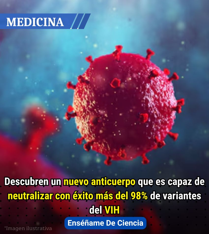 EnsedeCiencia's tweet photo. 🚨El equipo de investigadores probaron en el laboratorio más de 800 anticuerpos diferentes que provenían de estas muestras de sangre. Buscaban descubrir la capacidad de estos para neutralizar el VIH, siendo uno de ellos, llamado 04_A06, el que destacara entre todo el grupo de anticuerpos.