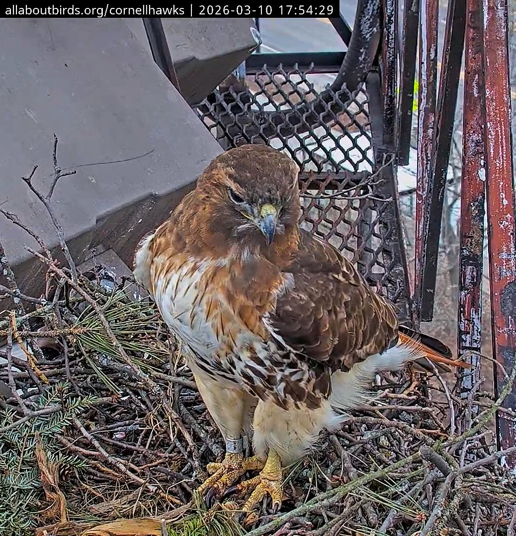 CornellHawks tweet media