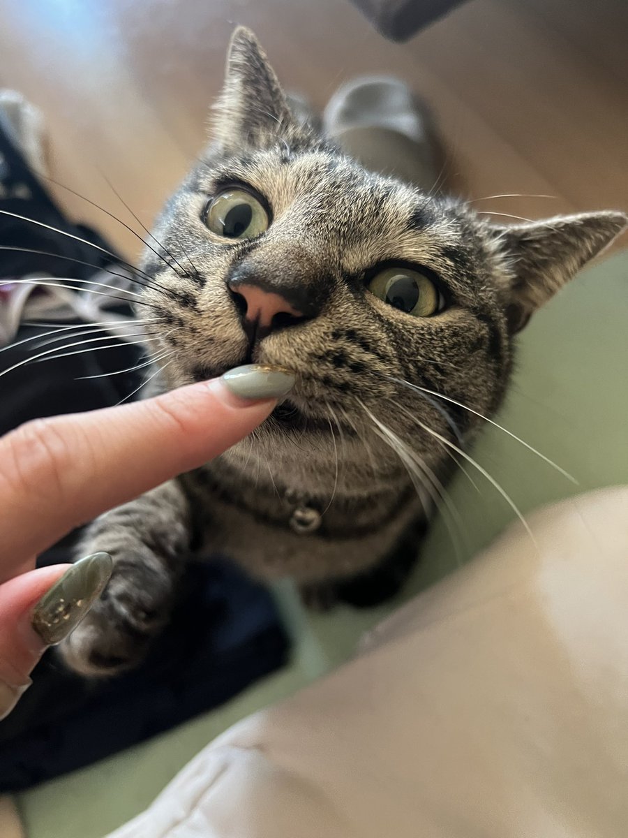 おはにゃん😻
今日も朝から猫様のケツドラムで
忙しいです
みんな、無理せず今日やろうね！
花粉やばい… https://t.co/3mVtLyY7FO