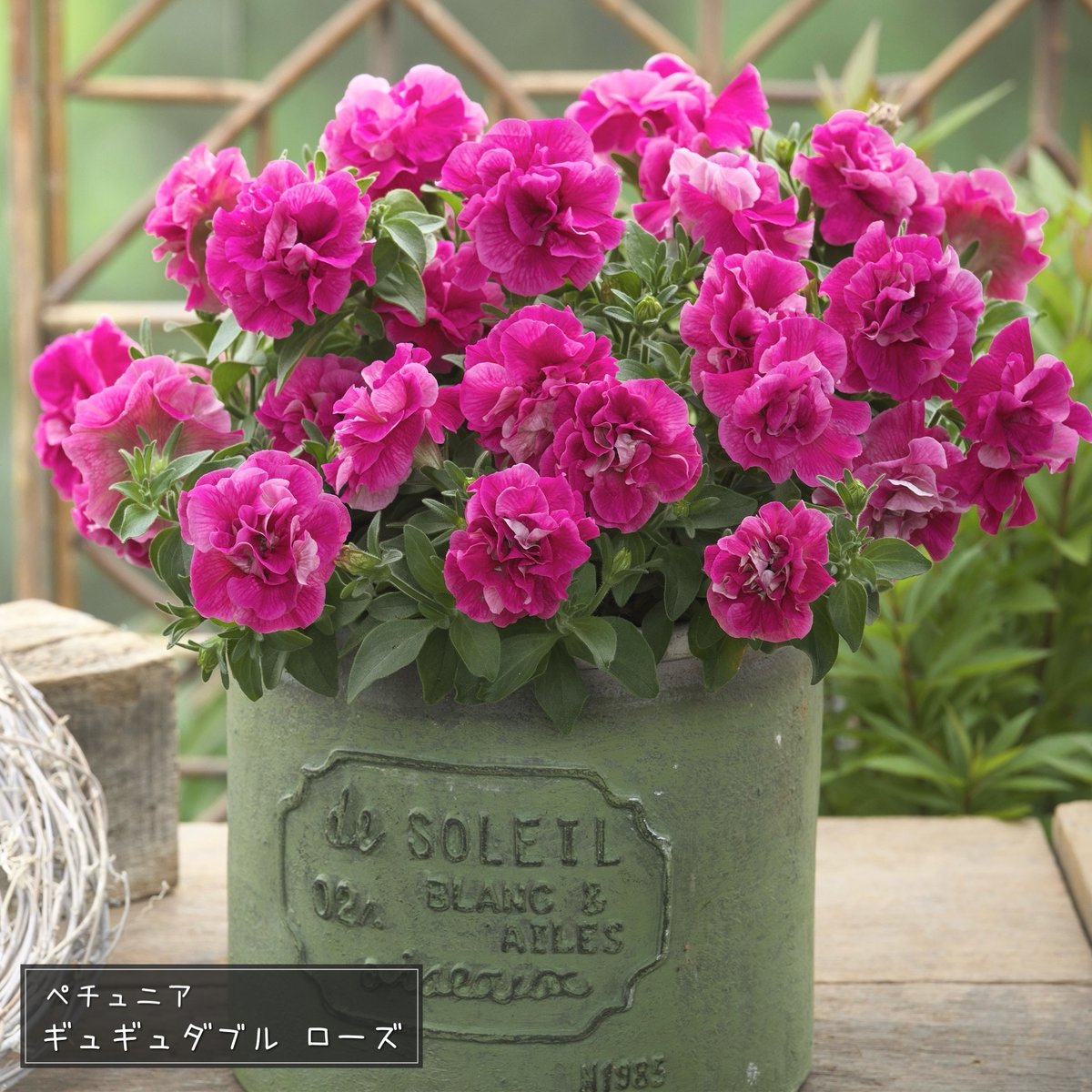 💌ドキドキ #植えどきレター 🌼#ペチュニア｢#ギュギュダブル｣シリーズ