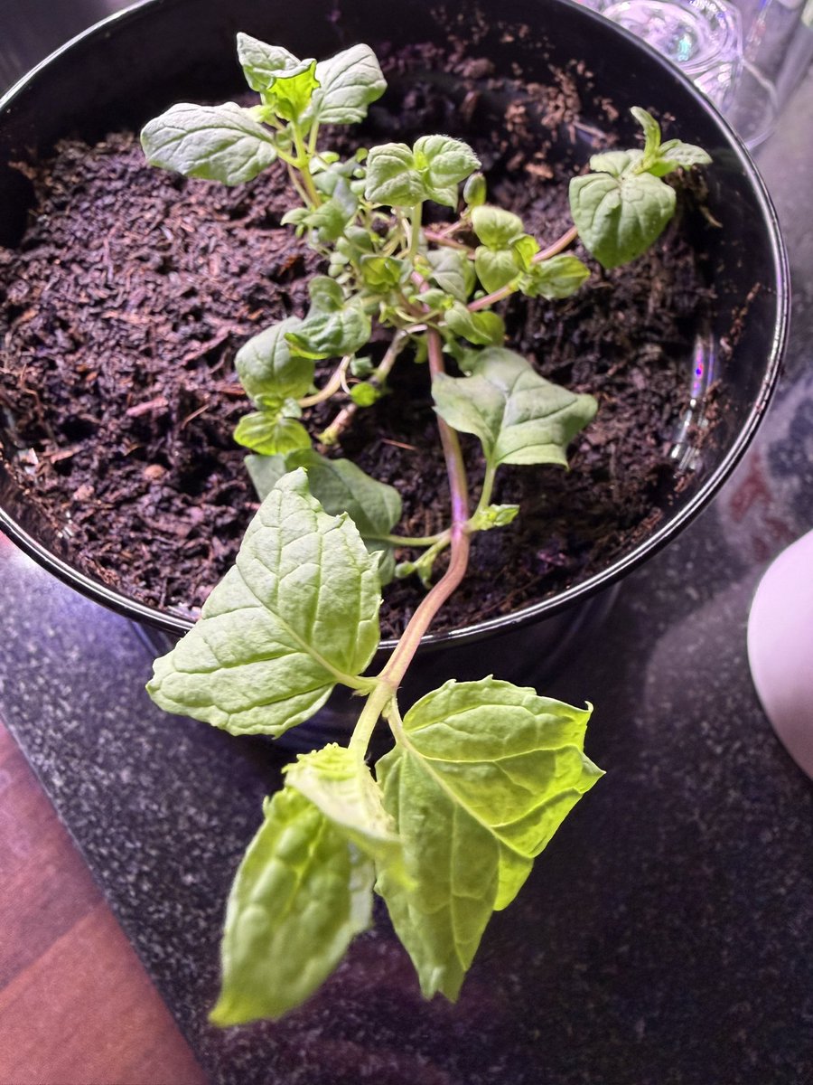 Kev Moore tweet media